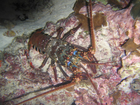 15 Lobster
